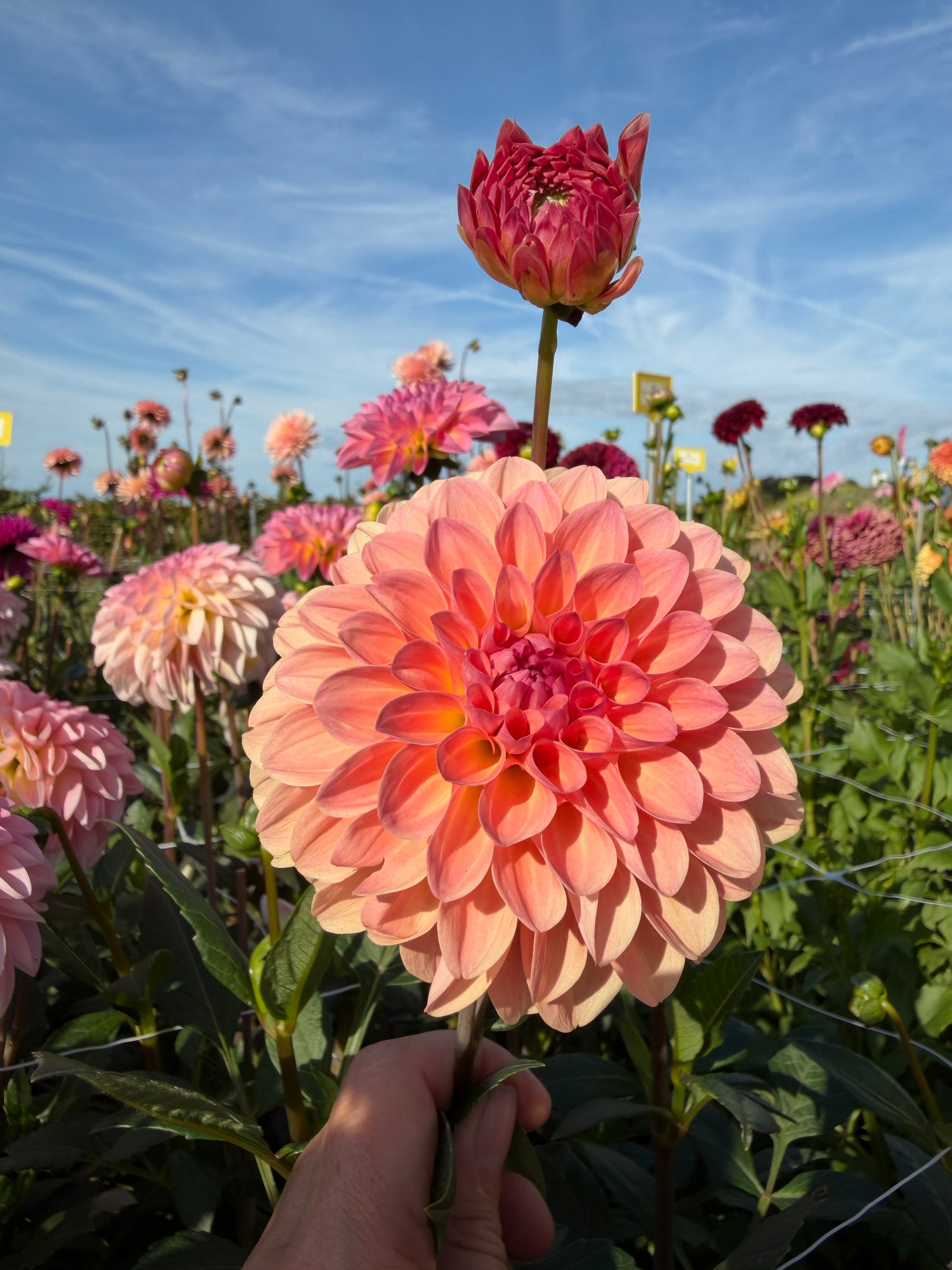 Dahlia Esli