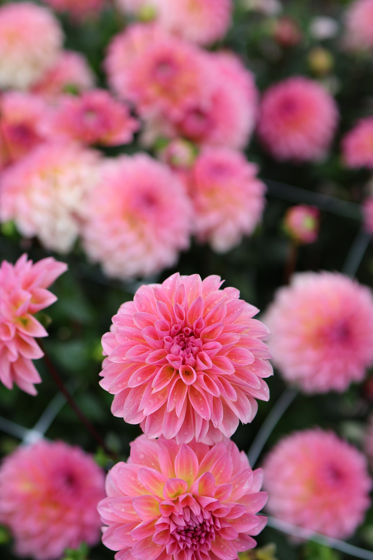Dahlia Esli