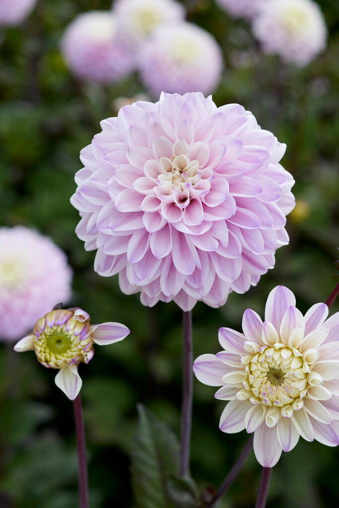 Dahlia Espacio