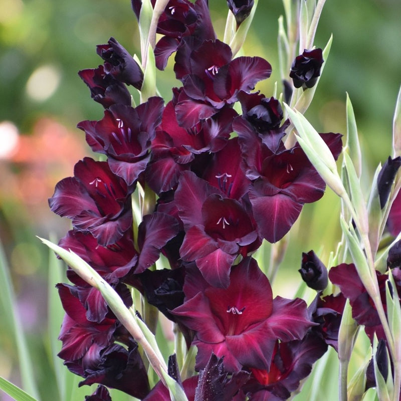 Gladiolus Espresso