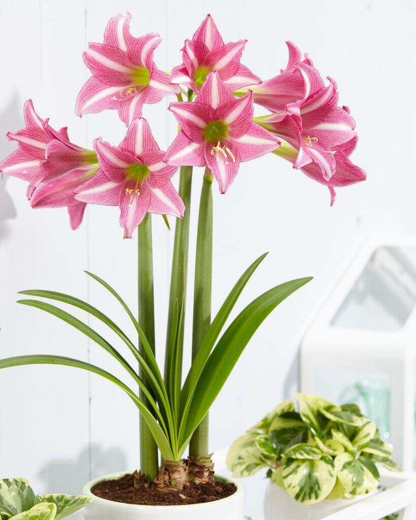 Amaryllis Estella