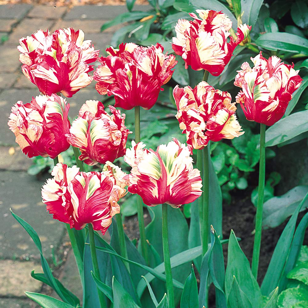 Tulipa Estella Rijnveld