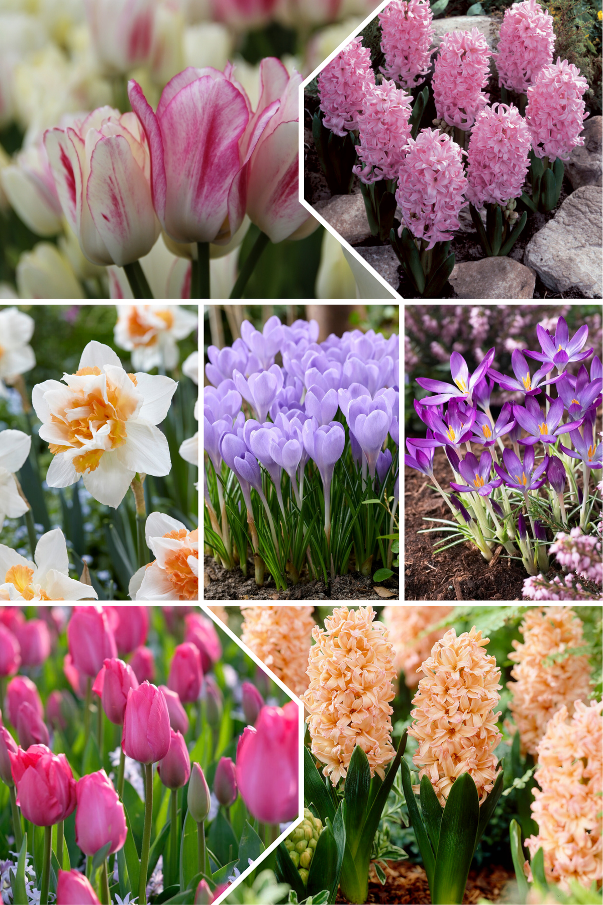 Hailey mix voor etage beplanting