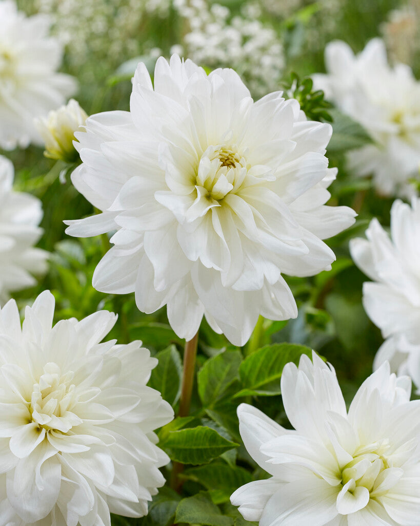 Dahlia Eternal Snow