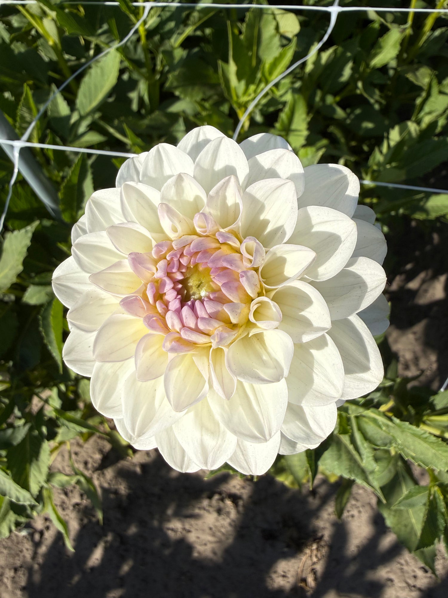 Dahlia Eveline NL