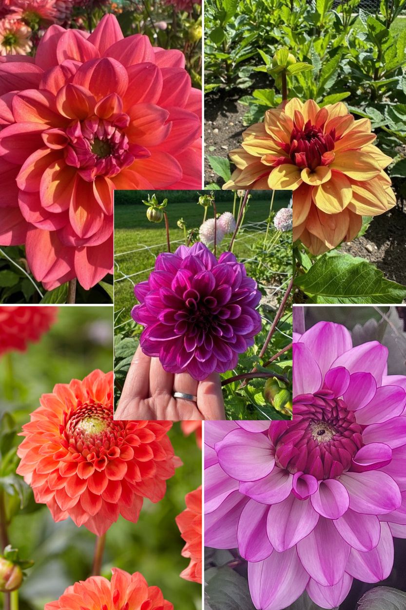 Dahlia collectie Evie