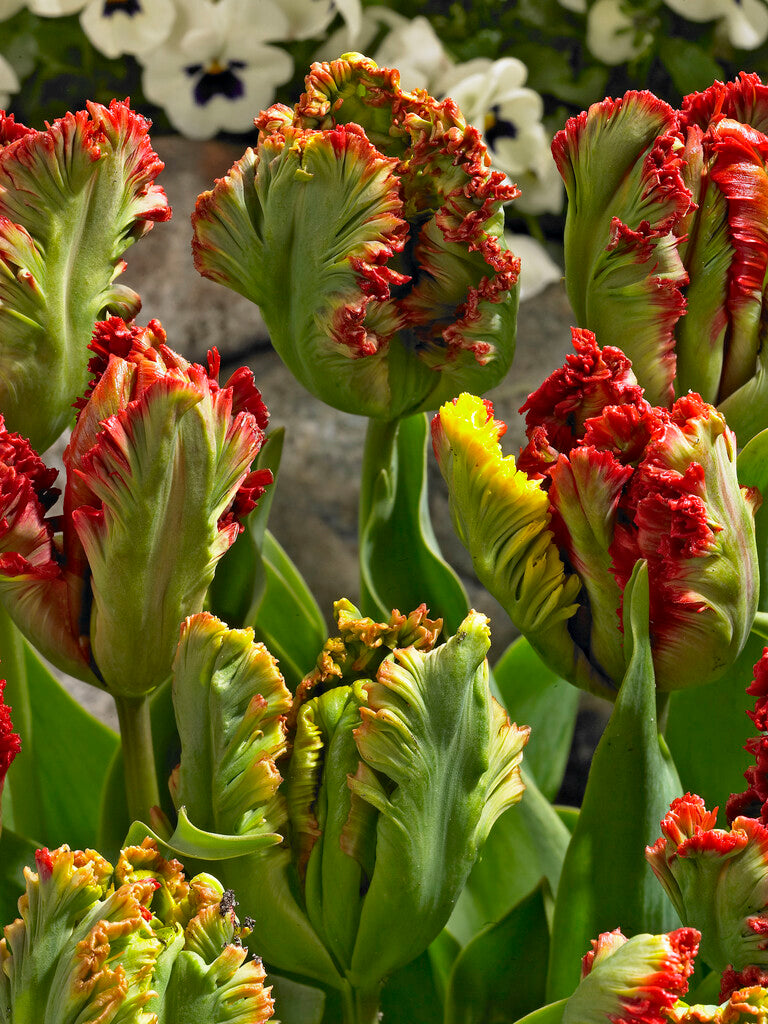 Tulipa Exotischer Papagei
