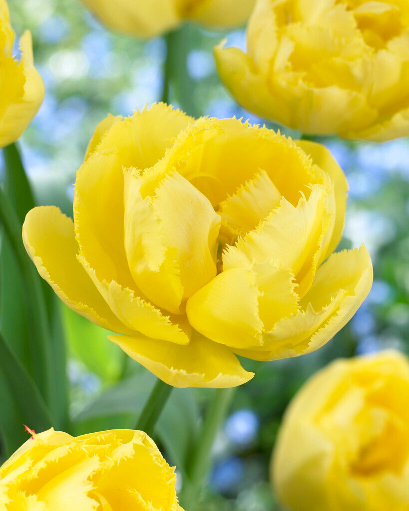 Tulipa Exotic Sun