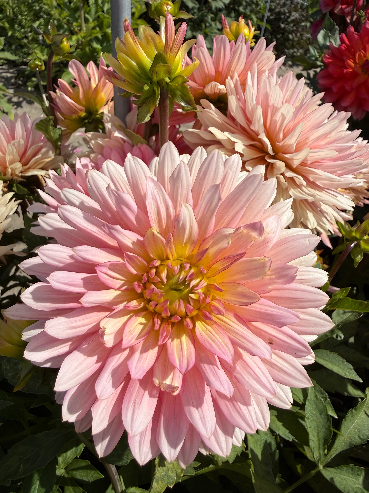 Dahlia Extase