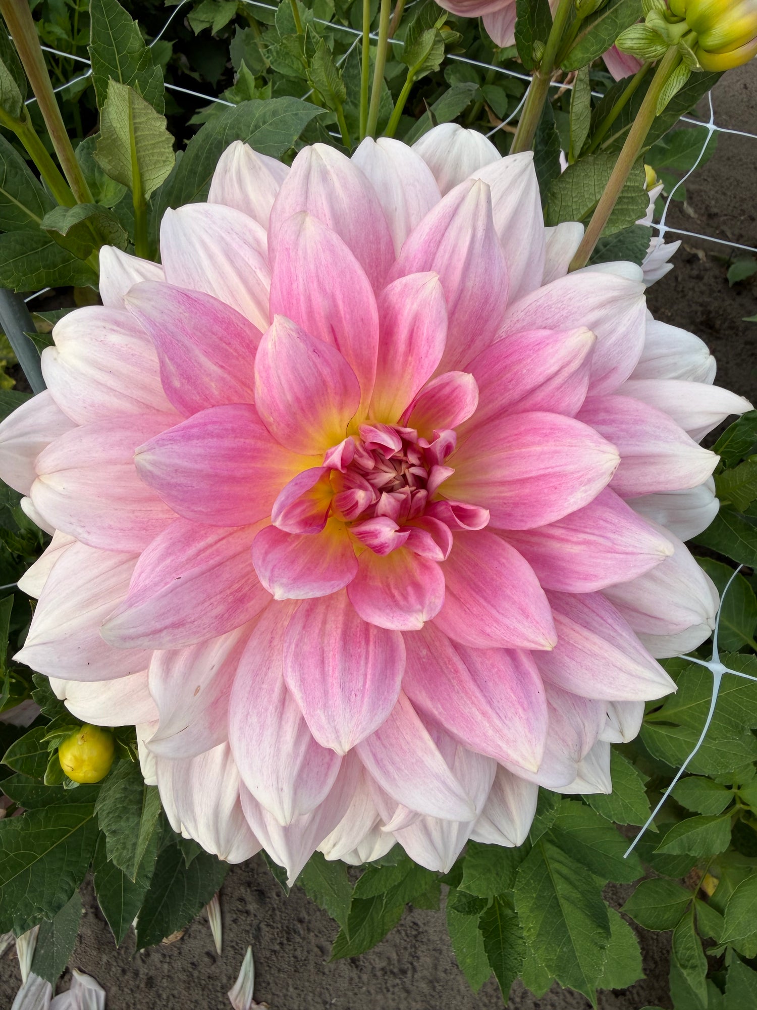 Dahlia Fairway Pilot