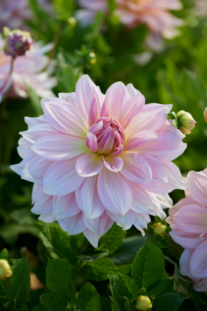 Dahlia Fairway Pilot