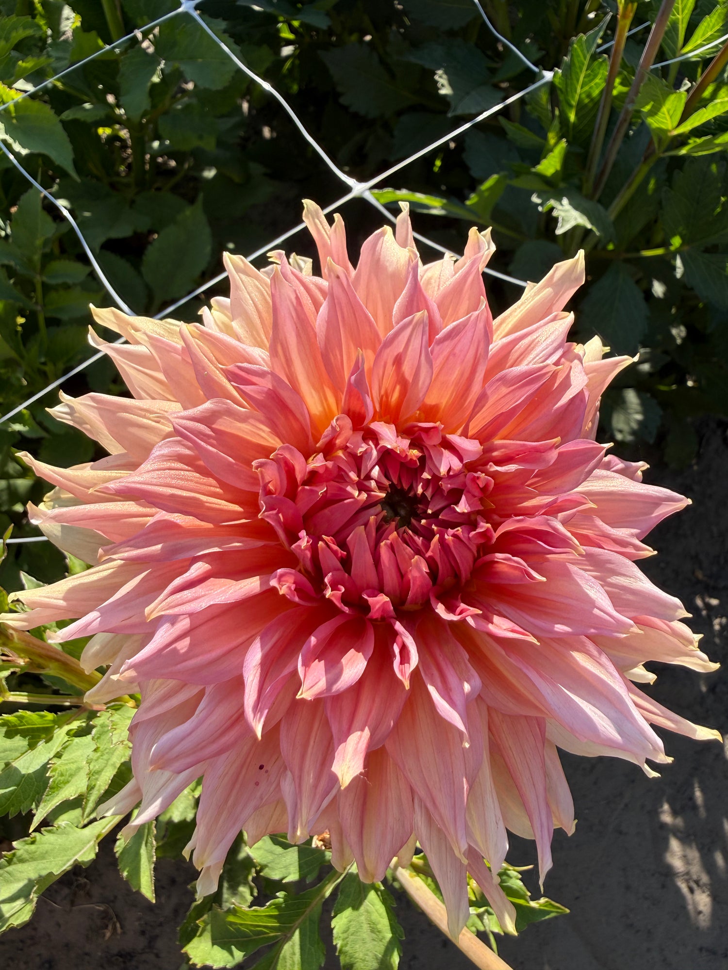 Dahlia Fairway Spur