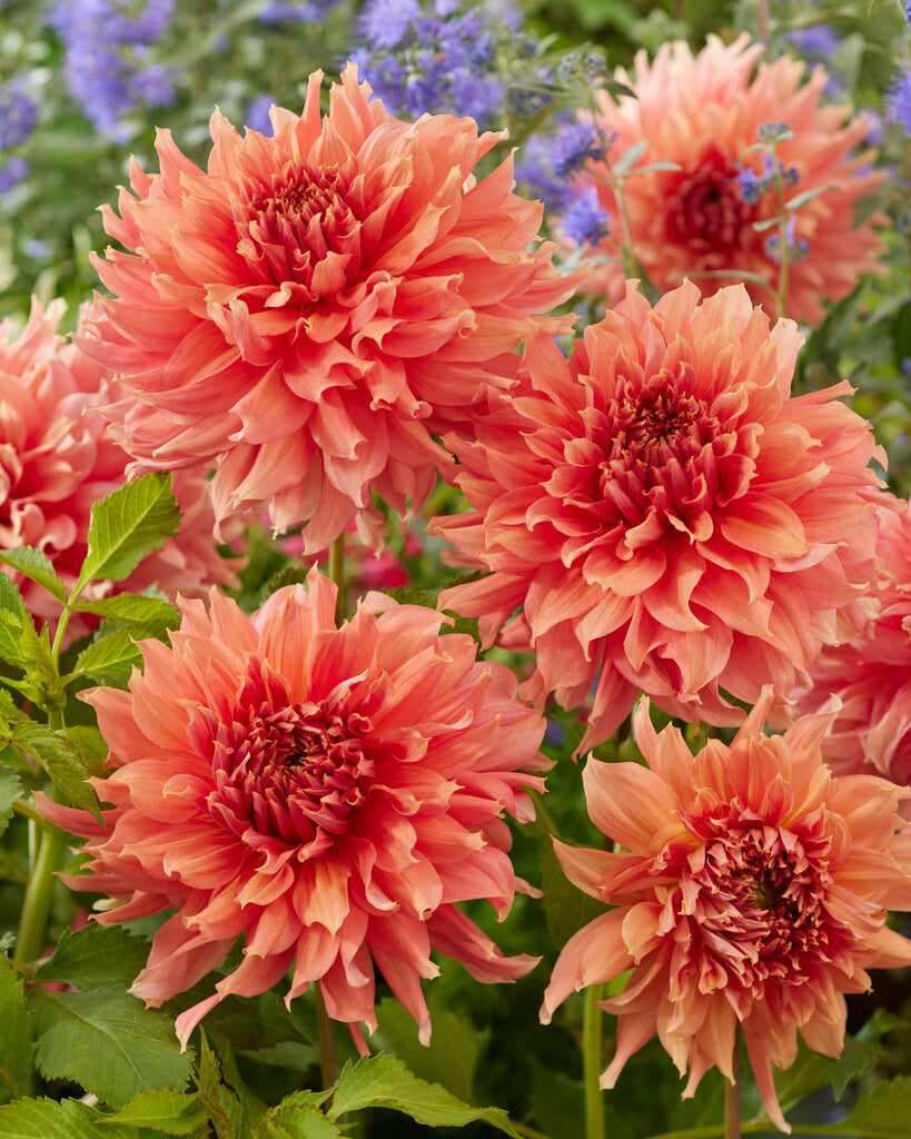 Dahlia Fairway Spur