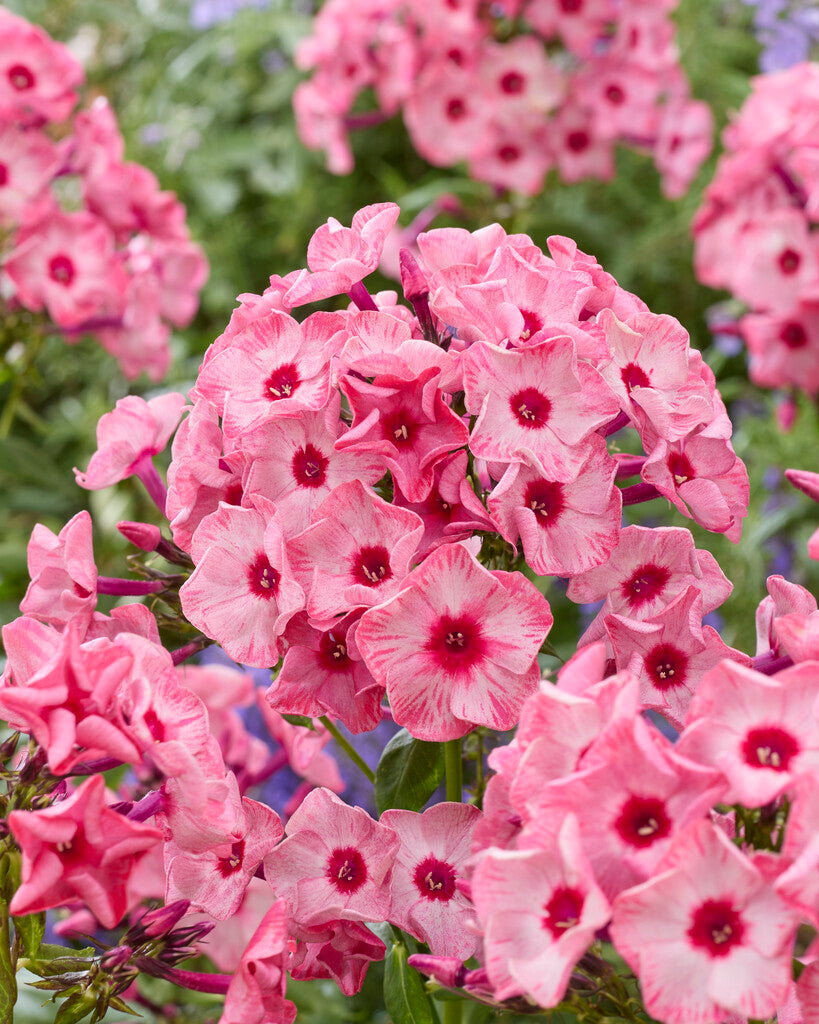 Phlox Fairytail of Ural
