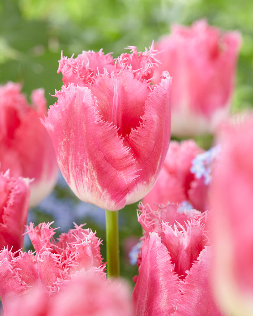 Tulipa Fancy Frills