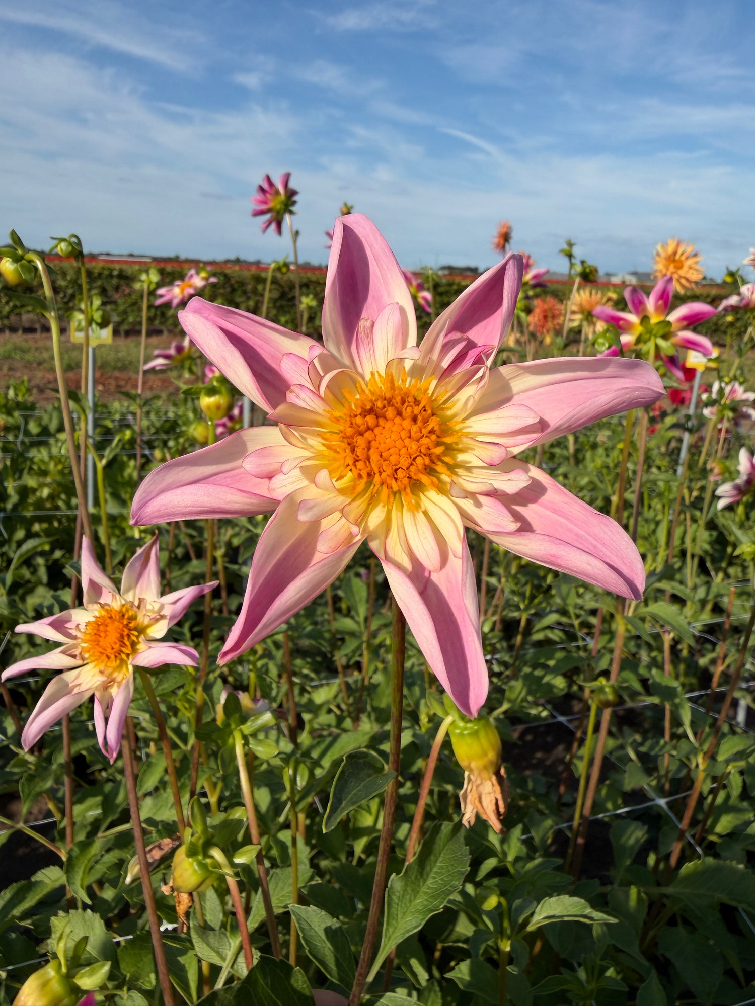 Dahlia Fancy Pants