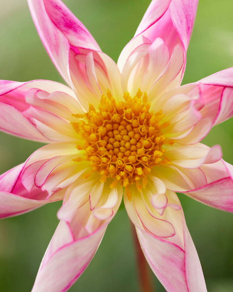 Dahlia Fancy Pants