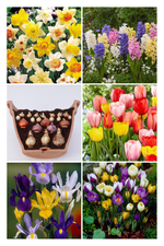 Fantasy bloembollenmix voor etage beplanting
