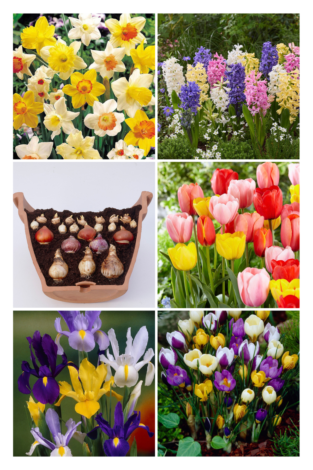 Fantasy mix voor etage beplanting