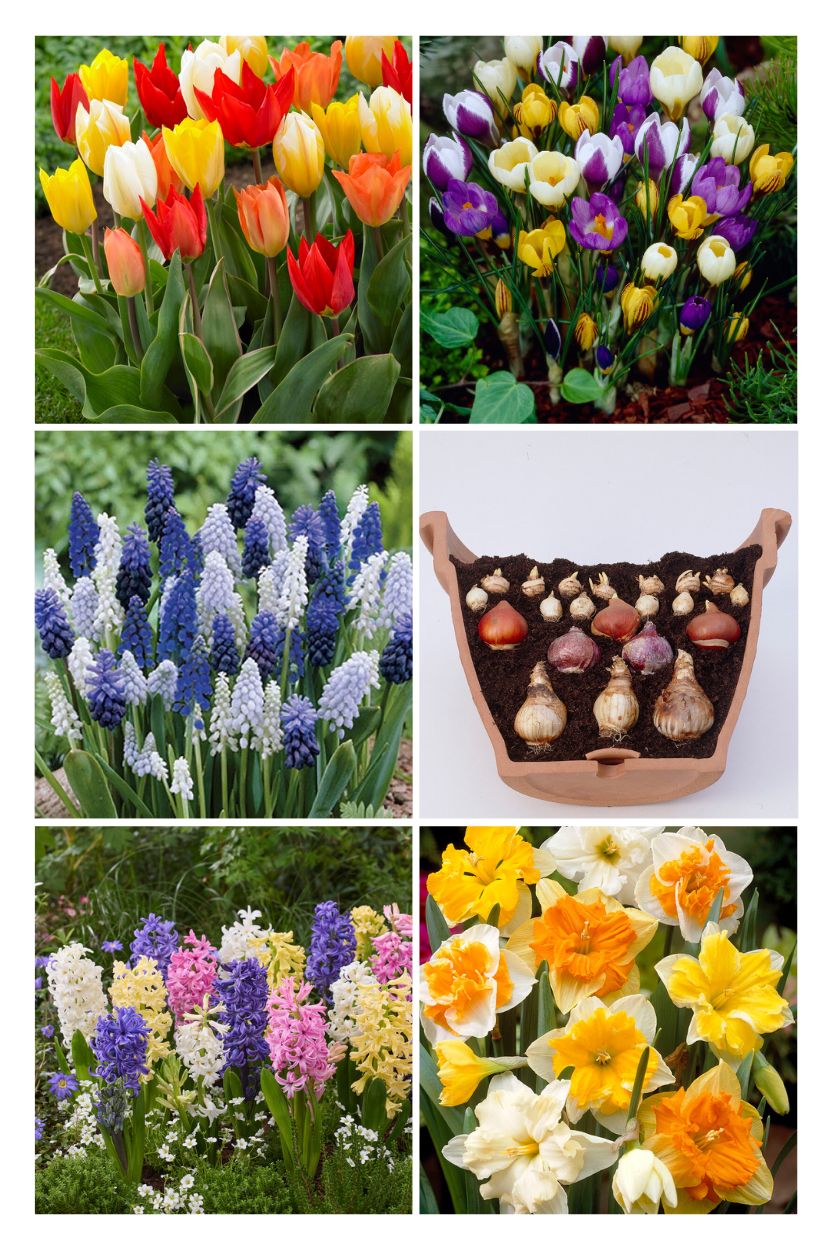 Fantasy mix for multi-storey planting