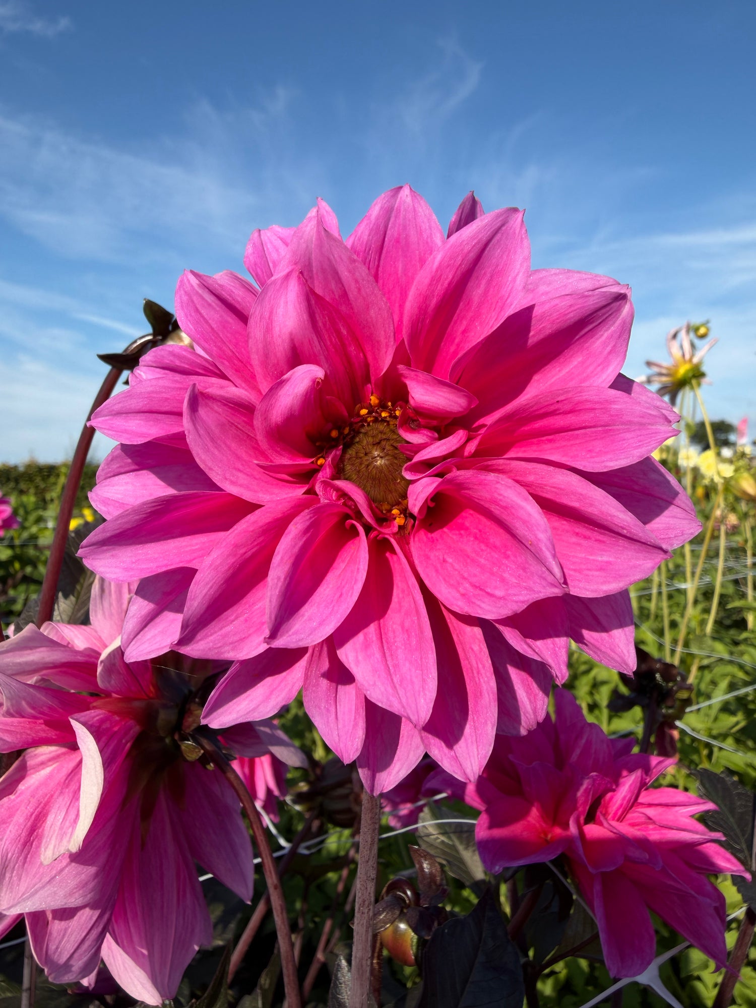 Dahlia Fascination