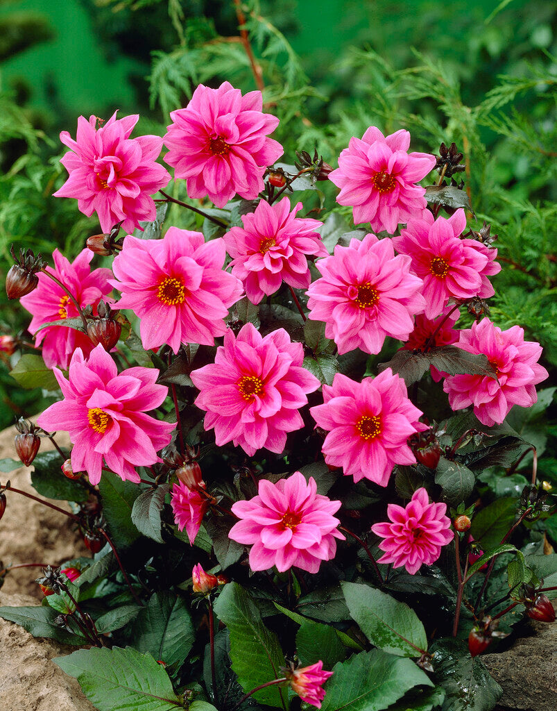 Dahlia Fascination
