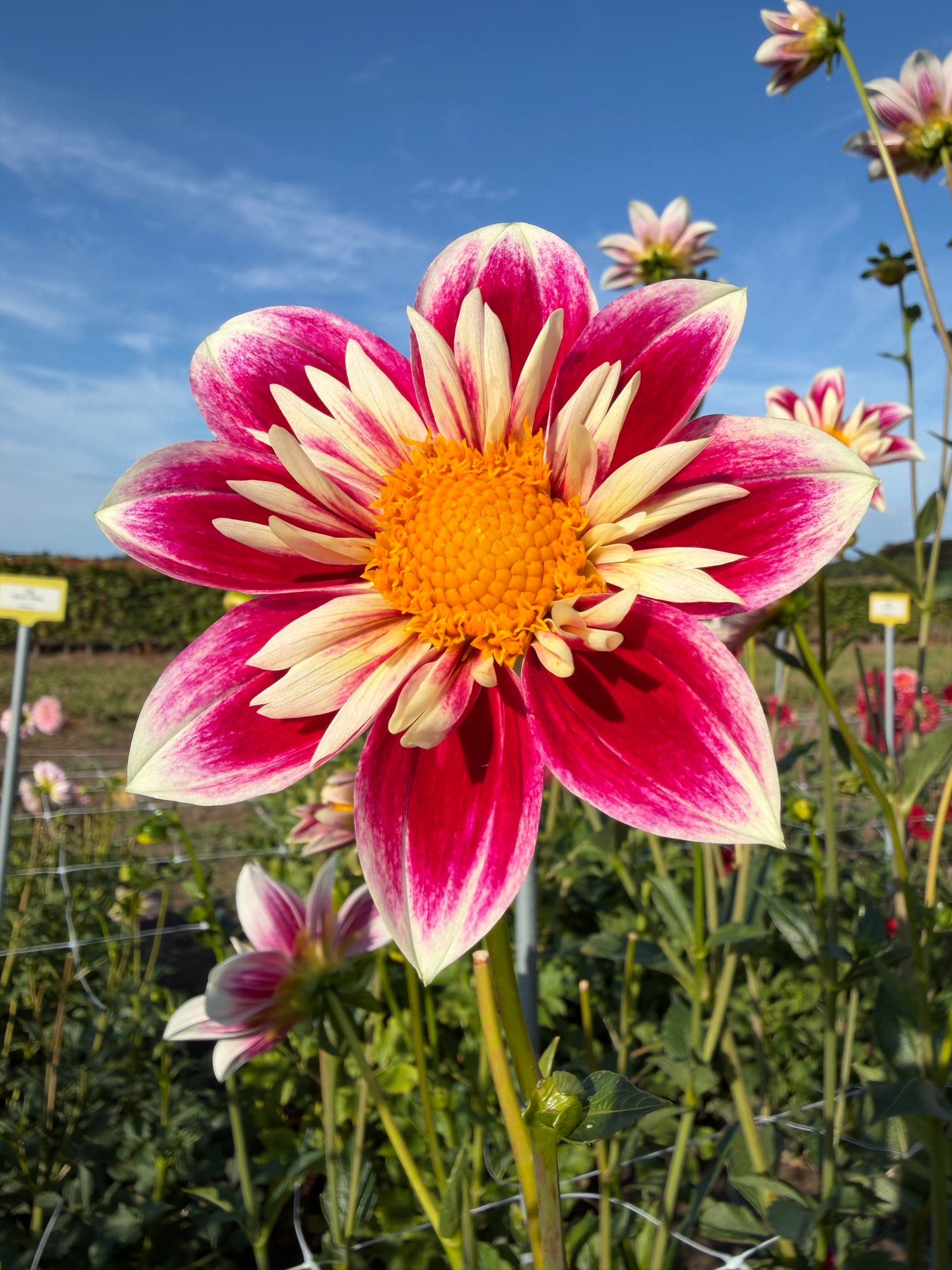 Dahlia Fashion Monger