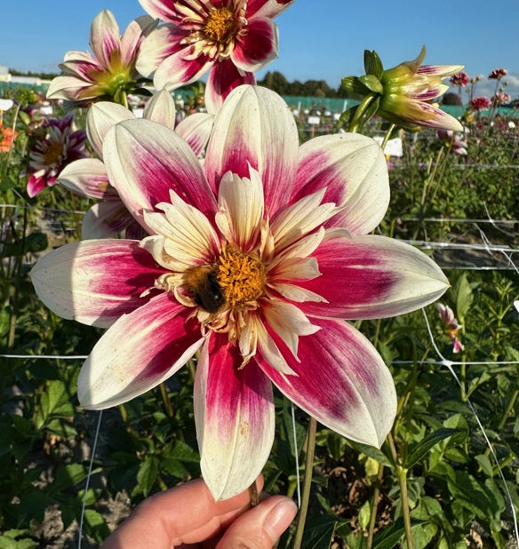 Dahlia Fashion Monger