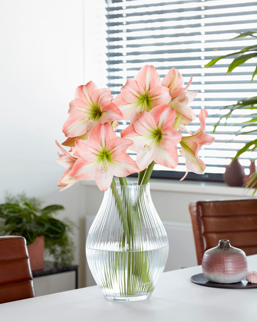 Amaryllis Fay