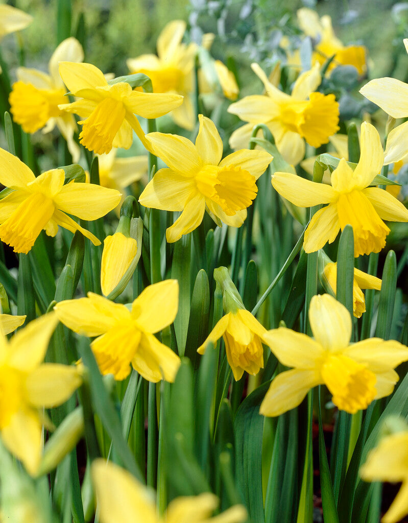 Narcissus February Gold