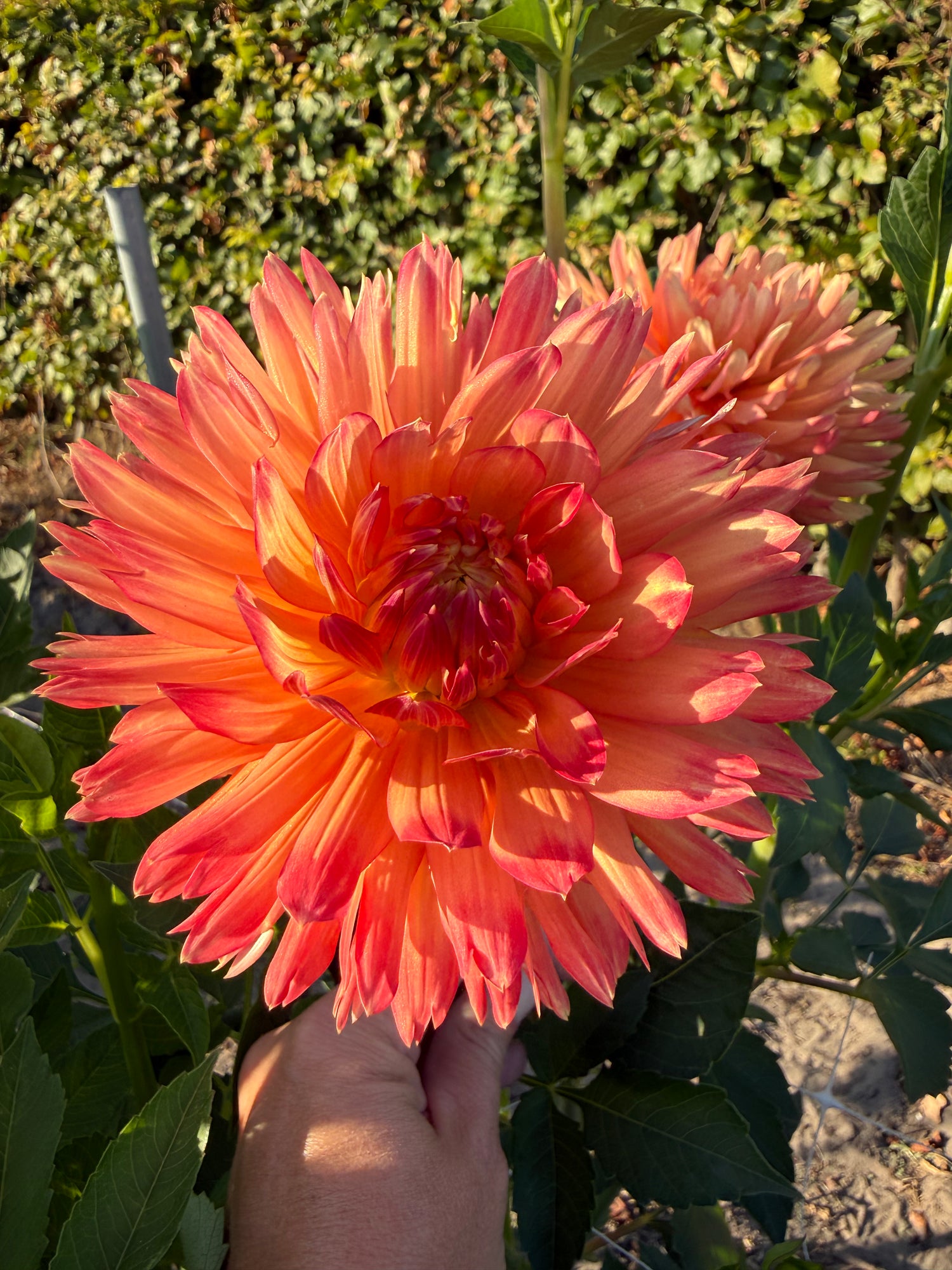 Dahlia Felida Solar Flare