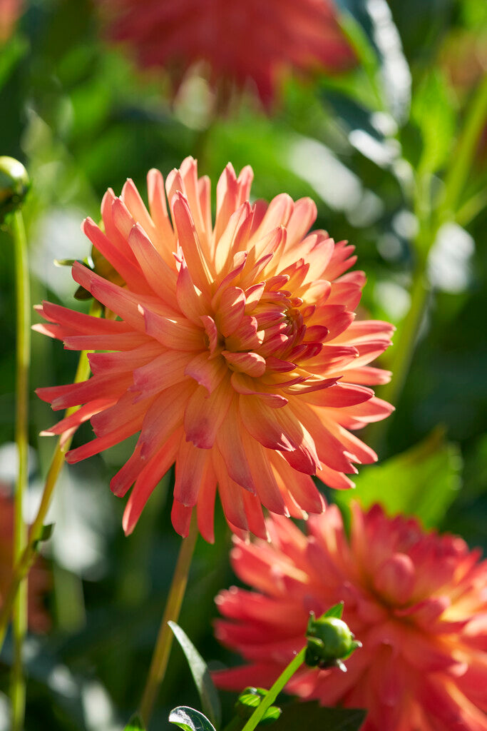 Dahlia Felida Solar Flare