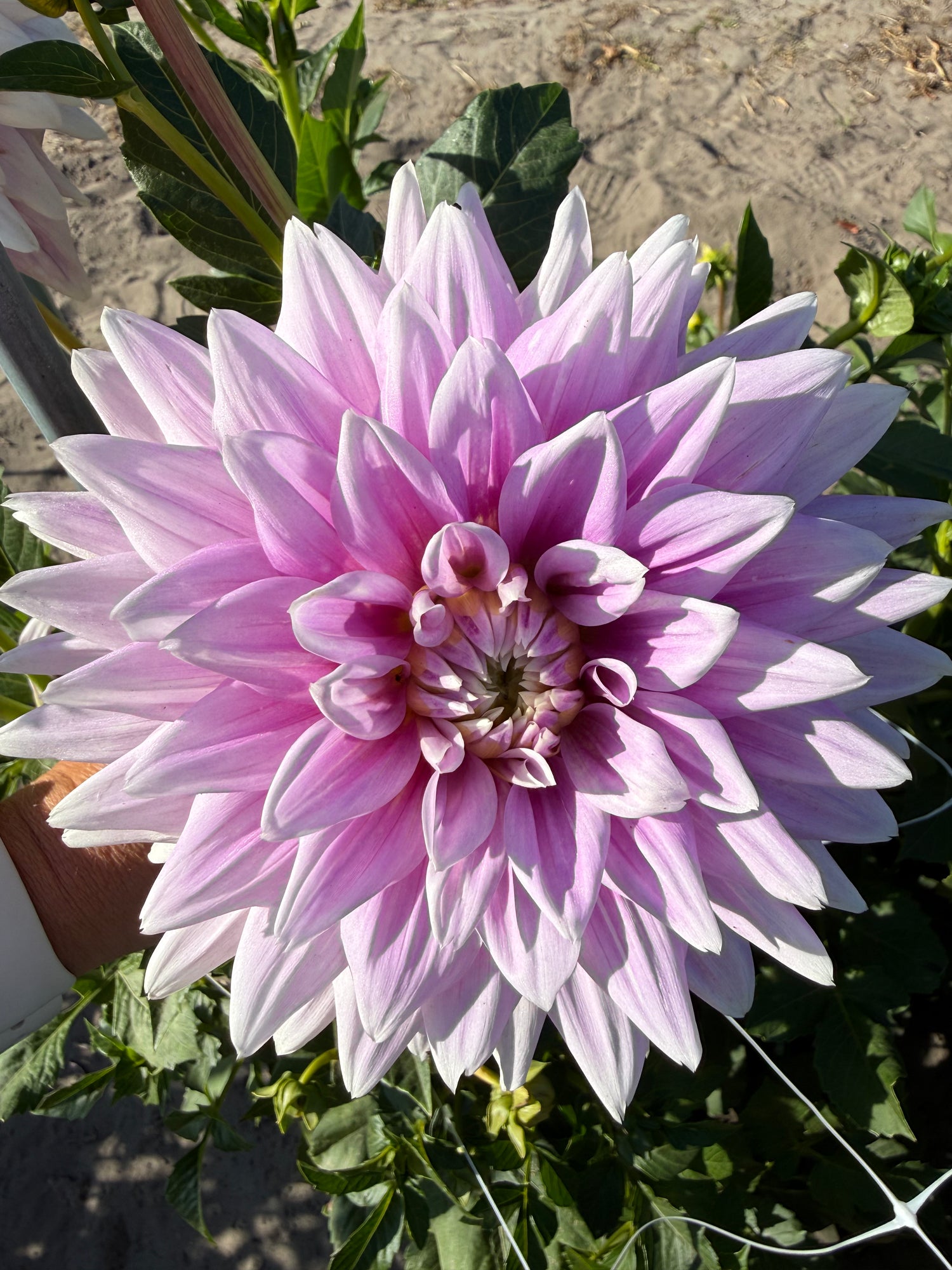 Dahlia Ferncliff Inspiration