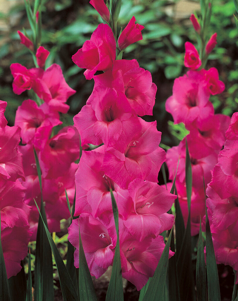 Gladiolus Fidelio