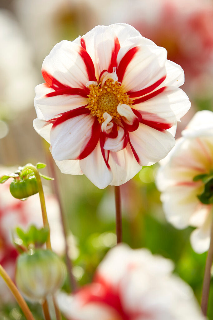 Dahlia Fire and Ice