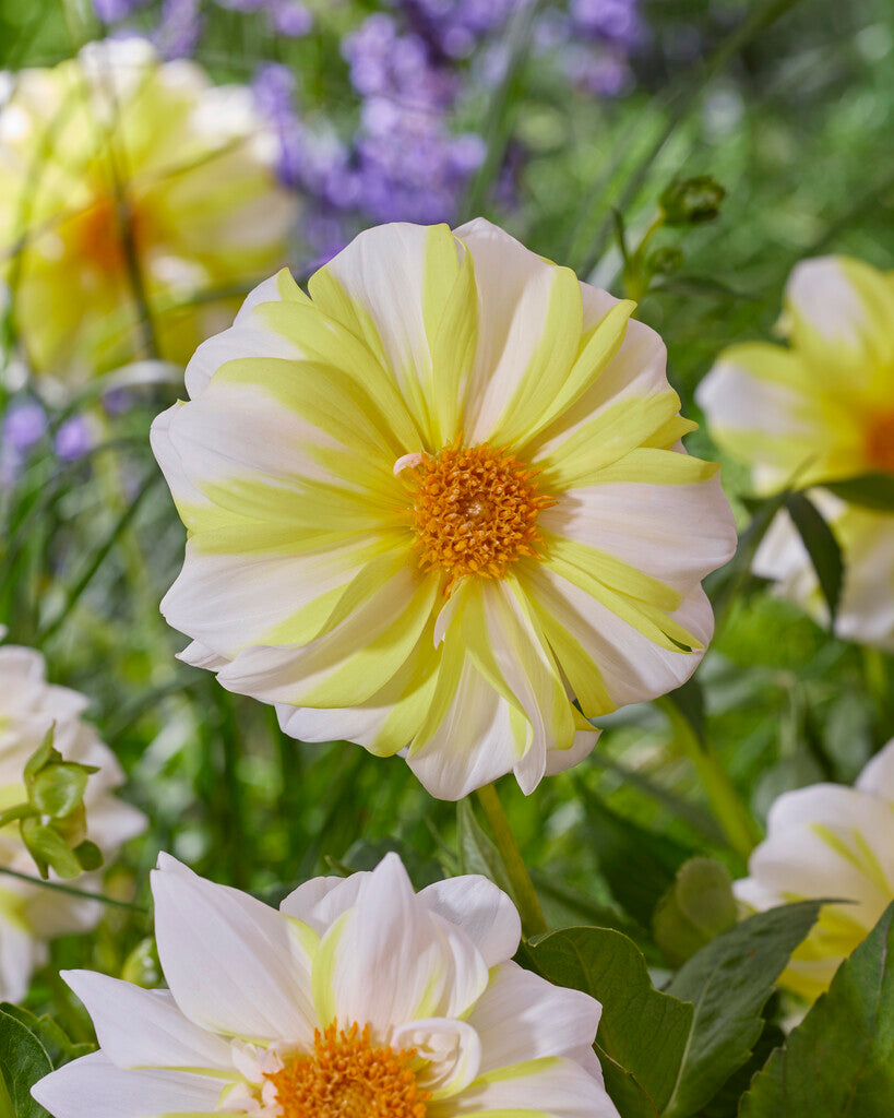 dahlia fire and ice lemon