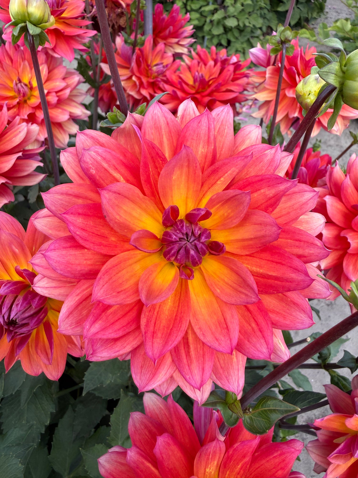 Dahlia Firepot