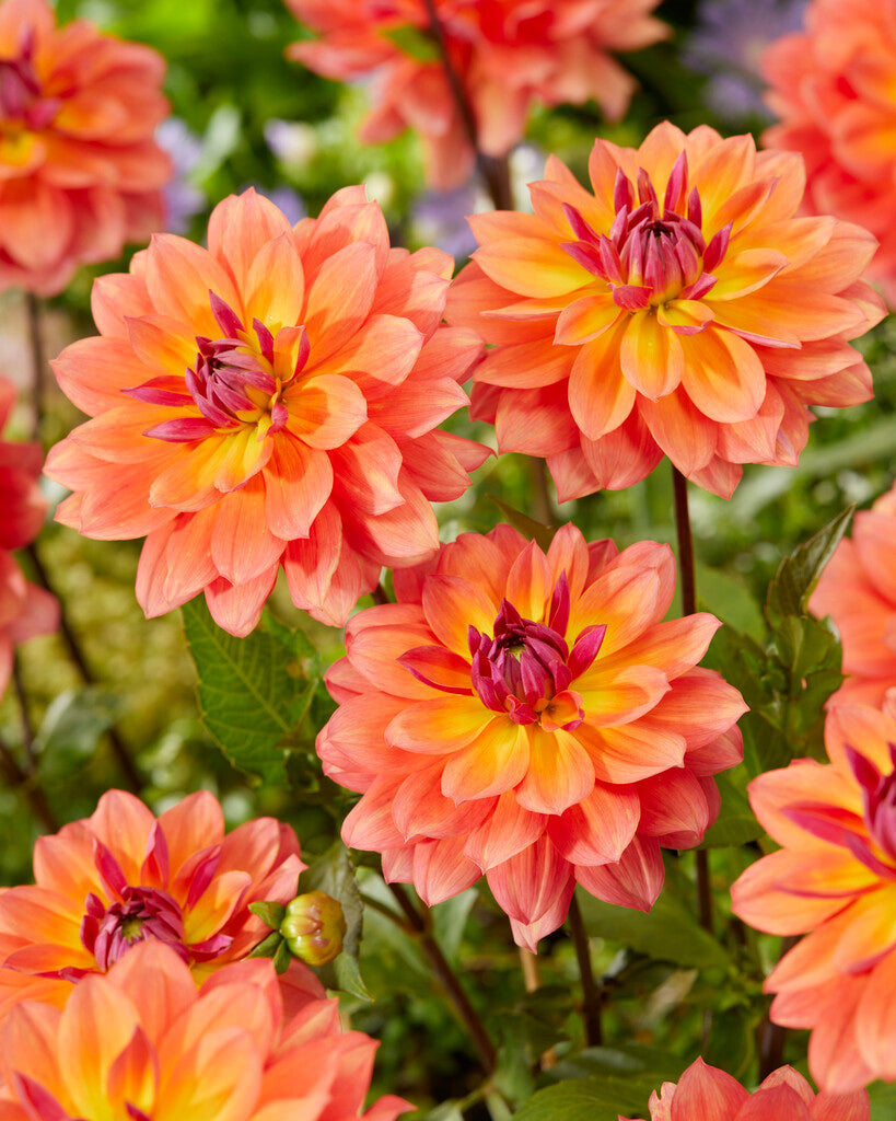 Dahlia Firepot