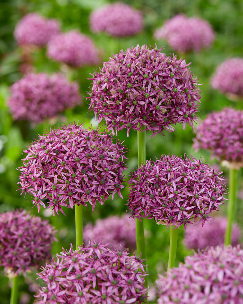 Allium Firmament