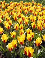 Tulipa First Love