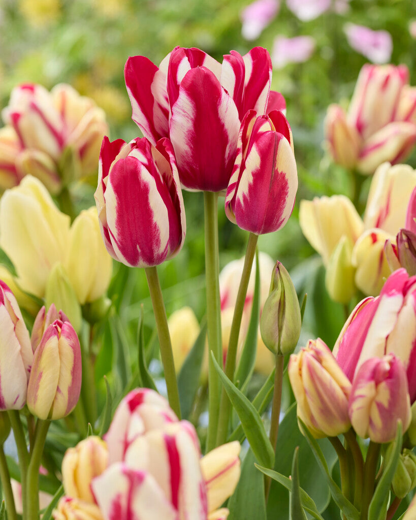 Tulipa Flaming Club