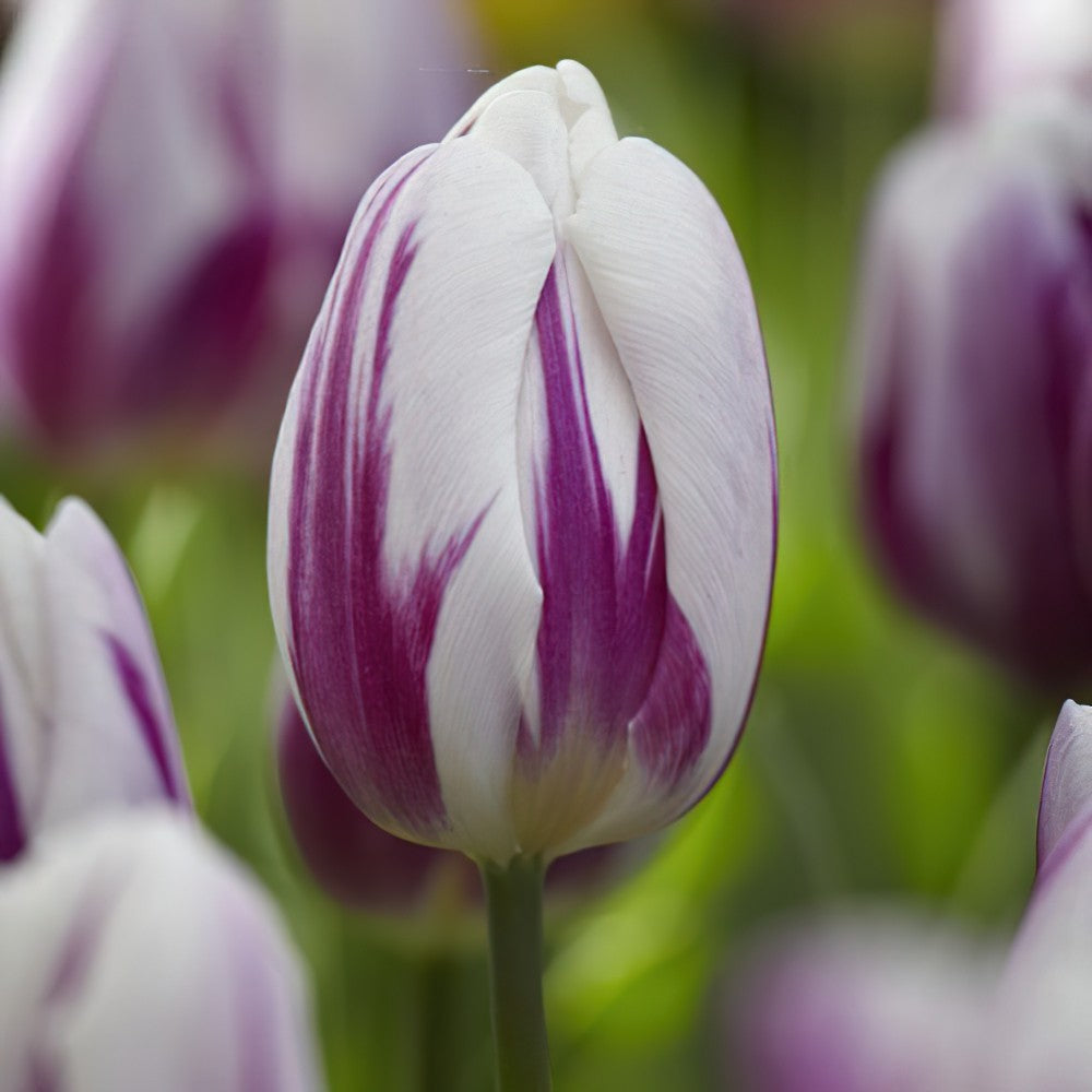 Tulipa Flaming Flag