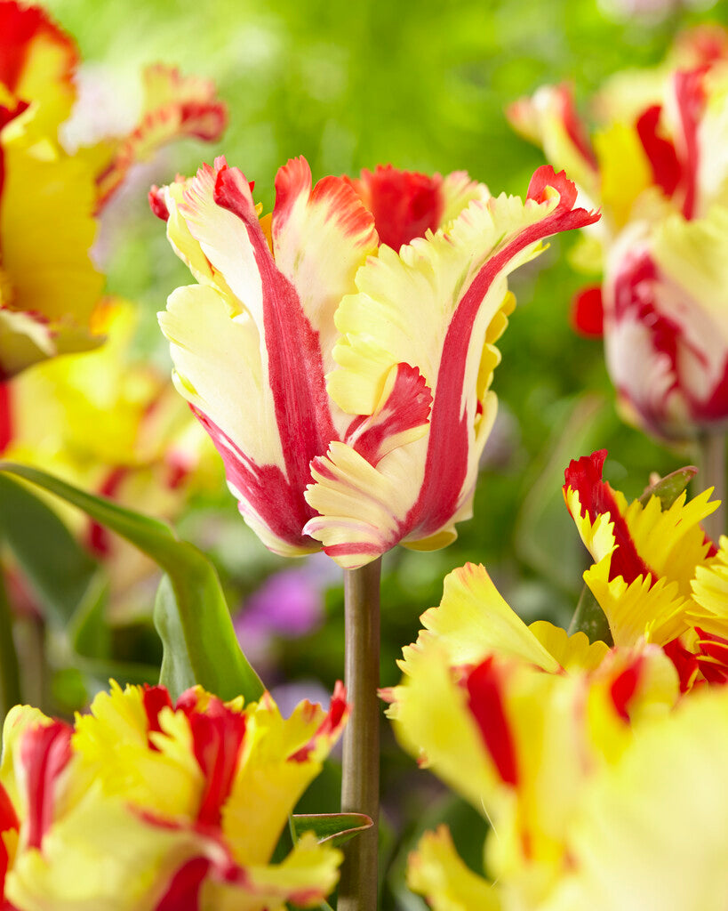 Tulipa Flaming Parrot