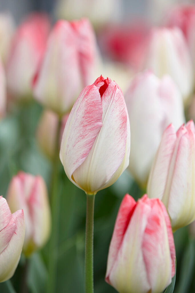 Tulipa Flaming Purissima