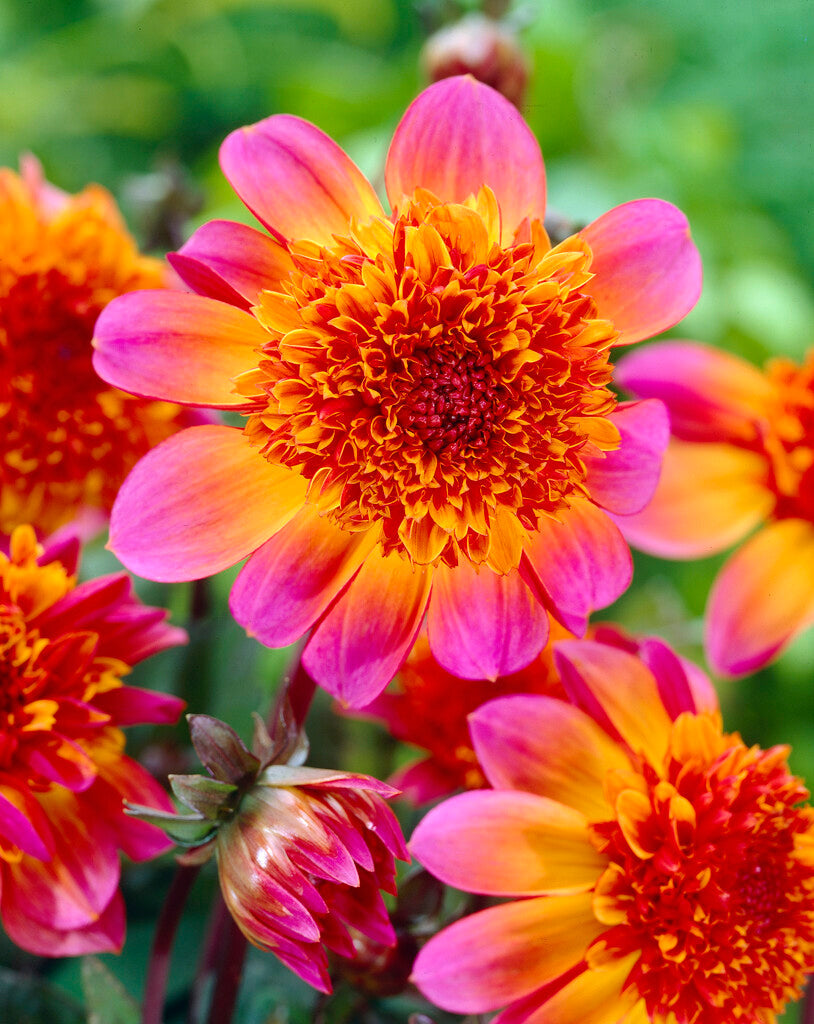 Dahlia Floorinoor