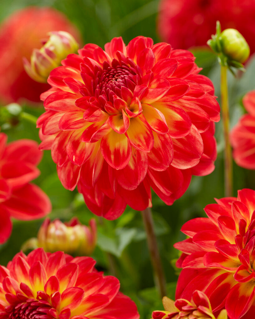 Dahlia Floriade