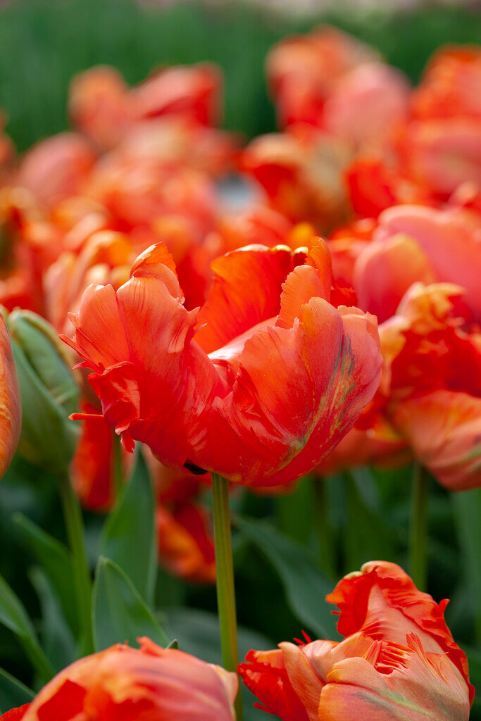 Tulipa Flower Power