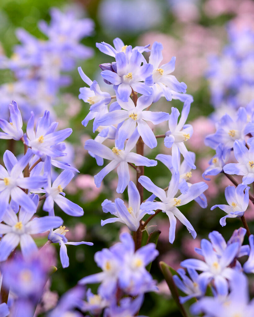 Chionodoxa Forbesii