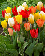 Tulipa Fosteriana Mix