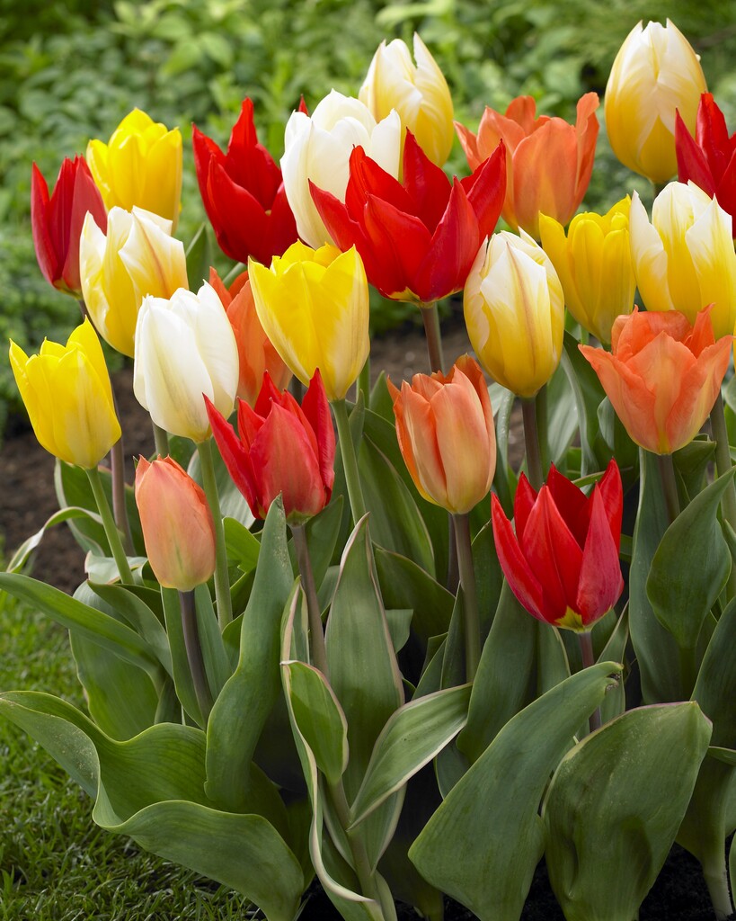 Tulipa Fosteriana Mix